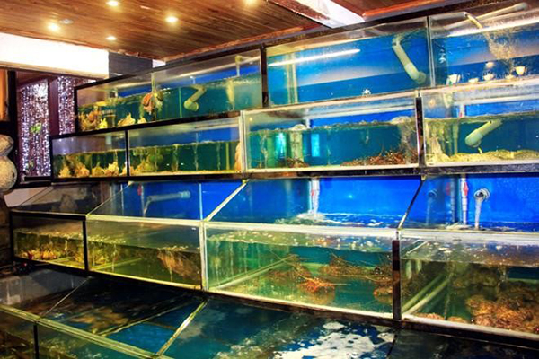 Làm bể cá hải sản cho nhà hàng theo yêu cầu ở đâu uy tín?